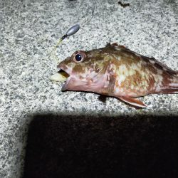 須磨一文字　半夜釣り