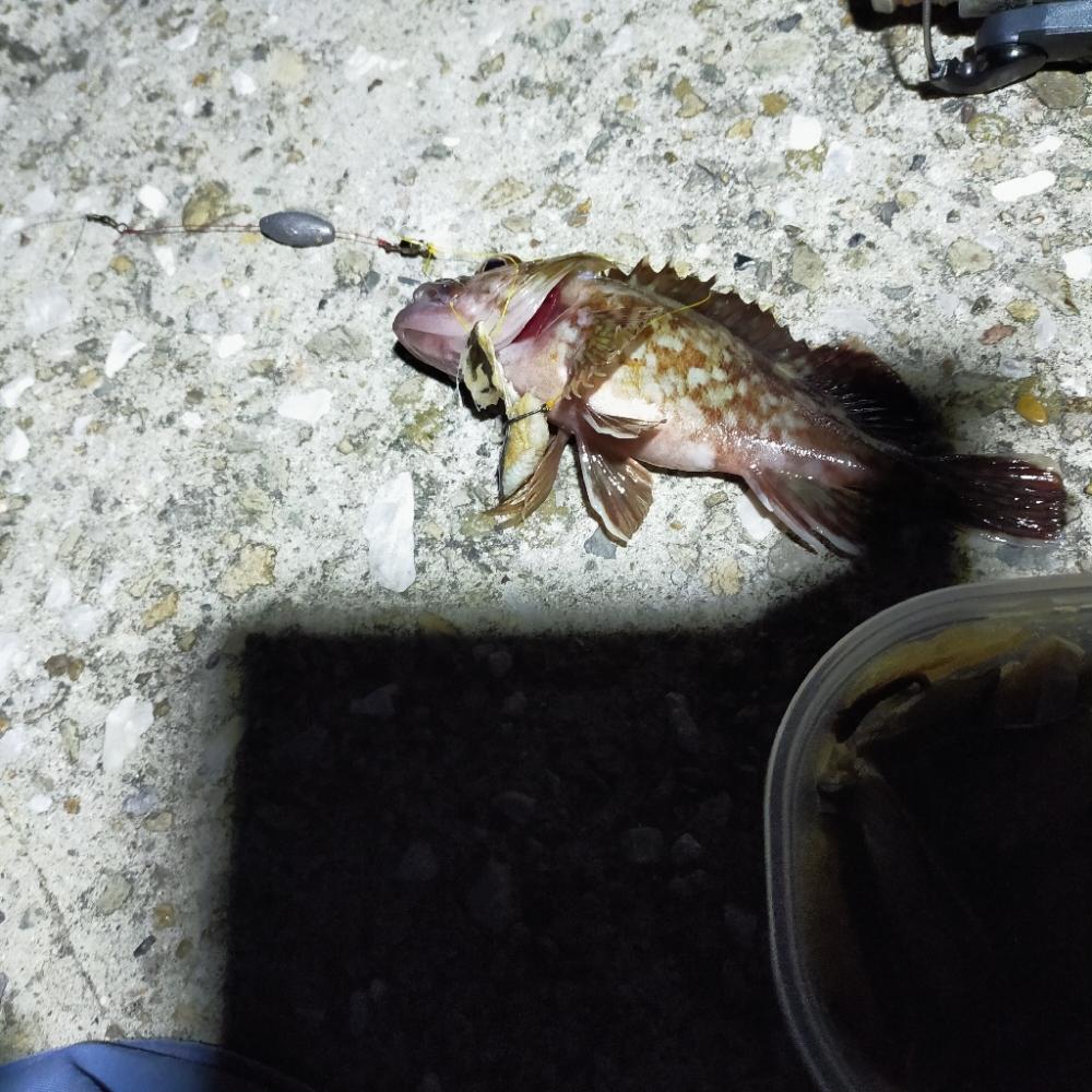 須磨一文字 のんびり半夜釣り