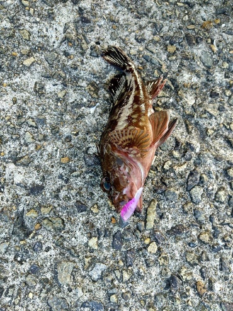 ライトワインドゲーム