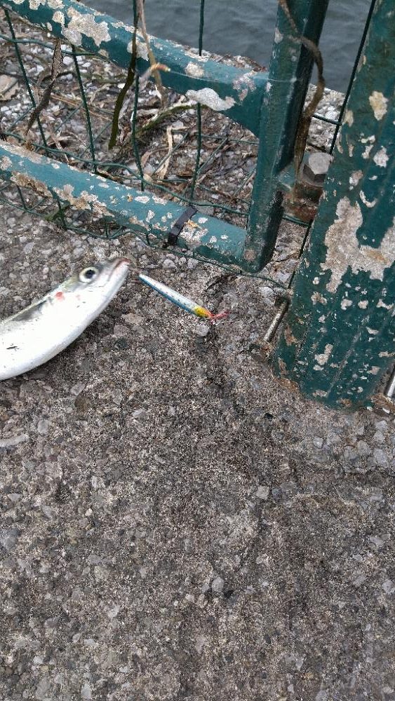 ショアジギングに予定変更