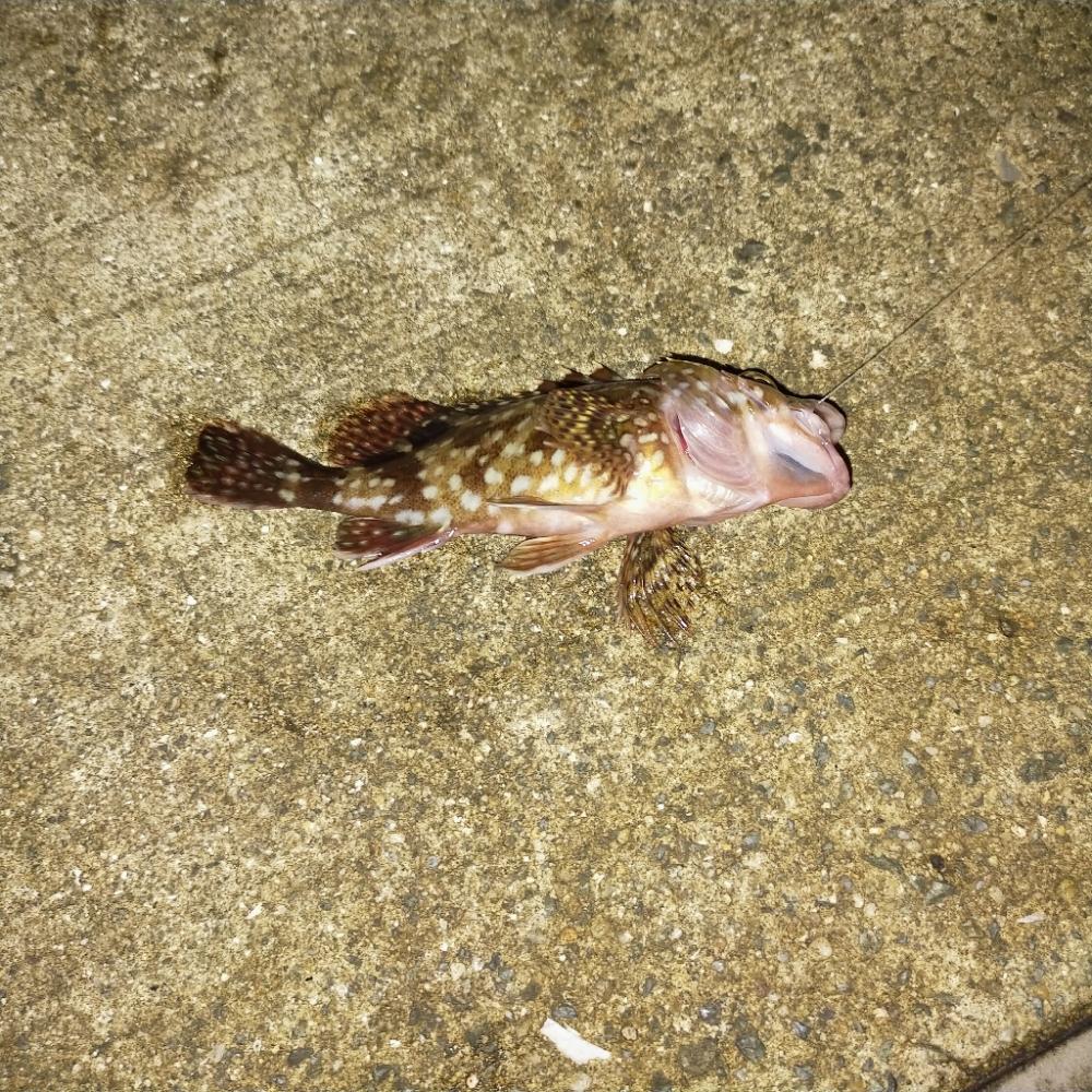 ウキ釣り練習 夜釣り