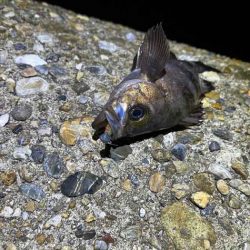 二見の梅雨メバル絶好調