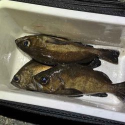 東二見で梅雨メバリング激渋!