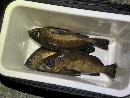 東二見で梅雨メバリング激渋!