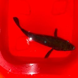 ドラマ再び・・・