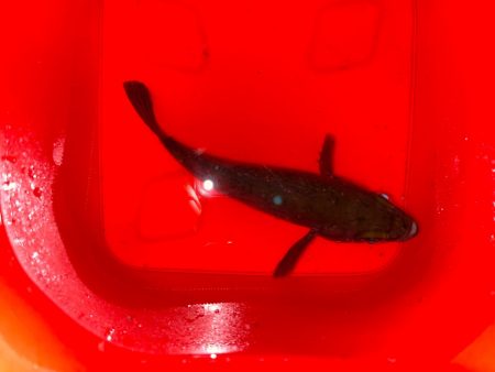 ドラマ再び・・・