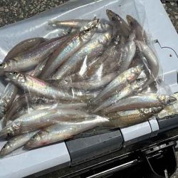 姫路の木材港でキスが好調!