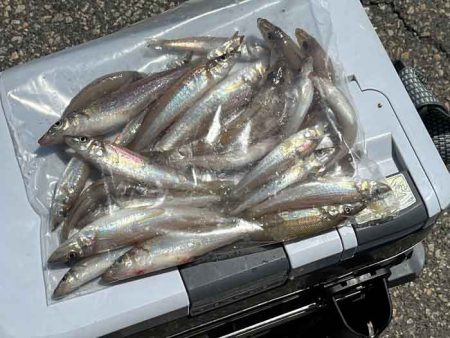 姫路の木材港でキスが好調!