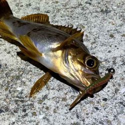 姫路離島アジング!アジの群れは見付からず・・・