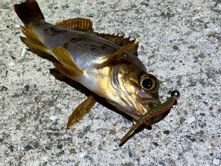 姫路離島アジング!アジの群れは見付からず・・・