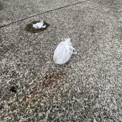 清掃活動：サビキ御三家