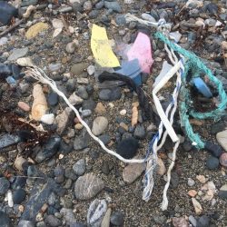 清掃活動：シロギス28cm