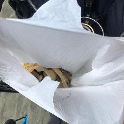 清掃活動：コノシロなどほ