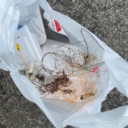 清掃活動：アナゴday