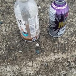 清掃活動：今年の春イカ小さくない？