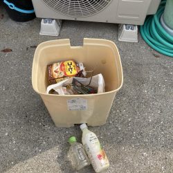 清掃活動：チヌとコブダイ