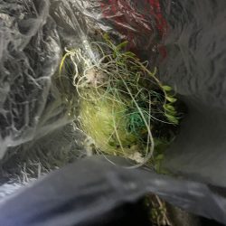 清掃活動：シーバス釣りで安定のチヌ