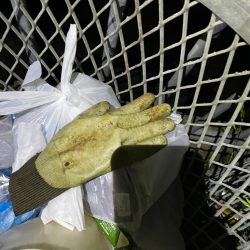 清掃活動：本命は釣れず。