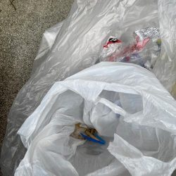 清掃活動：アオリではなくコウイカ