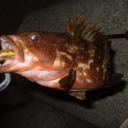 今年はイマイチかも