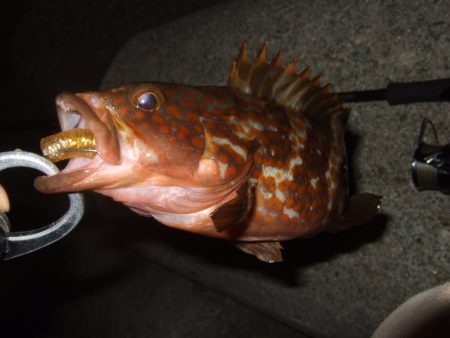 今年はイマイチかも