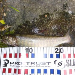 渇水の最中の、渓流釣り