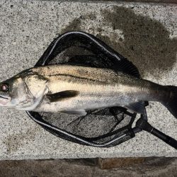 ドラマ再び・・・