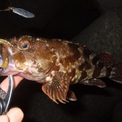 今年はイマイチかも