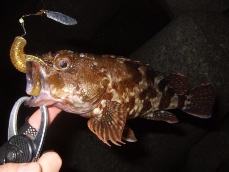 今年はイマイチかも