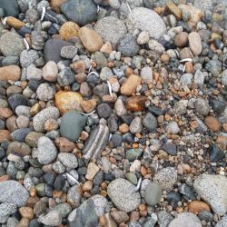 イワシパターン