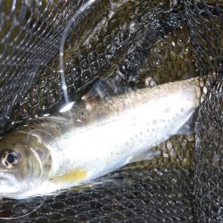 渇水の最中の、渓流釣り