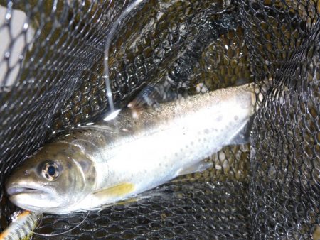 渇水の最中の、渓流釣り