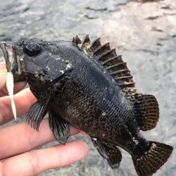 初夏のゴロタゲーム開幕!!