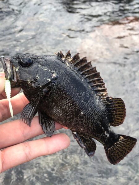 初夏のゴロタゲーム開幕!!