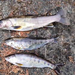 渇水の最中の、渓流釣り