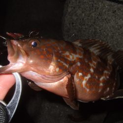 今年はイマイチかも