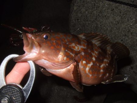 今年はイマイチかも