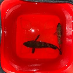 最後にドラマが・・・