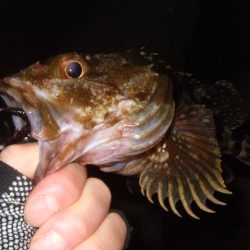 今年はイマイチかも