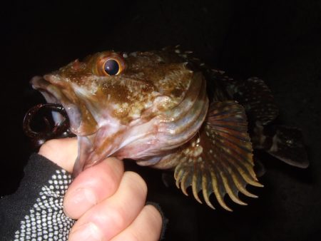 今年はイマイチかも