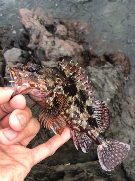 初夏のゴロタゲーム開幕!!