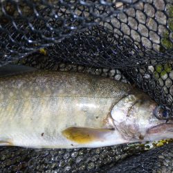 渇水の最中の、渓流釣り