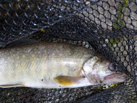 渇水の最中の、渓流釣り