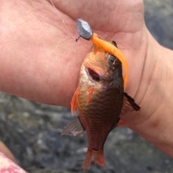 初夏のゴロタゲーム開幕!!