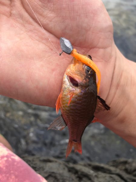 初夏のゴロタゲーム開幕!!