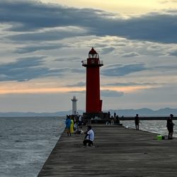 播磨のタコ事情