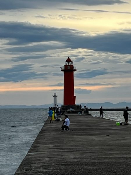 播磨のタコ事情