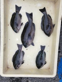 和歌山マリーナシティ釣り公園 釣果