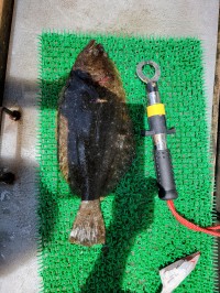 和歌山マリーナシティ釣り公園 釣果