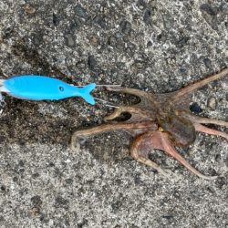 播磨のタコ事情